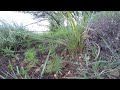 Causus rhombeatus (common night adder)