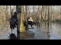 Duck Hunting Late Season Mallards | January In The Timber | Into The Woods with Rusty Creasey