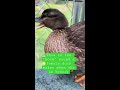 Male & Female Duck Sound! 🦆 #shorts #quack #duck #petduck