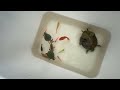 Most Amazing Catch Colorful Ornamental Fish, Butterfly Fish, Guppies, Koi, Catfish | Fishing Video