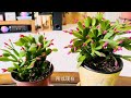 春天蟹爪兰花苞爆满盆Spring cactus buds are full of the pot #春天蟹爪兰 #仙人指 #假昙花 #蟹爪兰