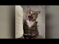 🐶 New Funny Cats and Dogs Videos 🐱😂 Funniest Animals 😂