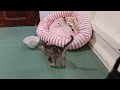 Cute animal Videos That You Just Can't Miss😛
