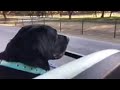 Video of my dog Oden from 2022