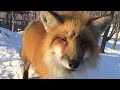 きつね村の冬　winter Zao Fox Village