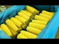 How to Grow, Harvest, and Process Hundreds of Tons of Sweet Corn Using Agricultural Technology.#11