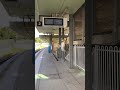 Woolooware Sydney Train 🚊 Station #shorts