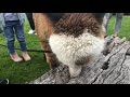 Baby alpacas