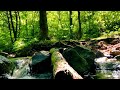 Nature Sound Relaxing River Sound Beautiful Forest Sound Peaceful Birds Chirping Meditation Yoga Spa
