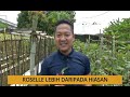 Tanam : Roselle lebih daripada hiasan