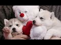 8 HOURS of Deep Sleep Relaxing Dog Music! NEW Helped 10 Million Dogs!
