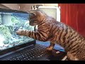 My cat Julius looking at bird video