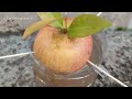 Crazy Skills growing Apple tree from Apple fruit in water  100% success