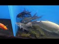 FISH STORE TOUR - FATHERS DAY SALES