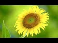 ALL ABOUT SUNFLOWER; FACTS YOU MIGHT KNOW ABOUT SUNFLOWERS.2021