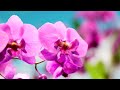 Flower 4K Nature Relaxation Film - Healing and Meditation Music