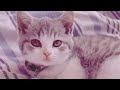 Music | Cutest meowing | catsworldshabeenkhan