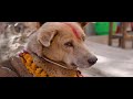 We Don't Deserve Dogs - Official Trailer [4K Cinemascope]