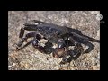 Come join the crab vs monkey war (join the crabs)