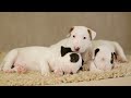 Dog Barking? Soothe Your Pet Now with Calming White Noise | Dog Sleep Sounds 36 Hours