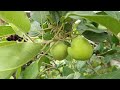 ছাদ বাগানে আপেলের বাম্পার ফলন। Grow HRMN 99 Apple easily in rooftop