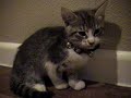 Kitten meowing