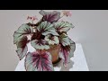 럭셔리 베고니아! Begonia! 명품 식물~♡  luxurious plants~♡ | 아름다운 잎과 꽃, 사랑할 수밖에 없는 식물들 Lovely plant