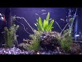 planted Aquarium with lots of fishes