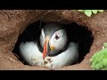 Puffin rhapsody