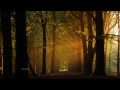 ~ Peaceful Sounds of the Forest ~