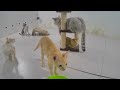 😅 Try Not To Laugh Dogs And Cats 🐈😸 Best Funniest Catss Video 2024 😻😂