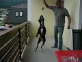 Staffordshire Bullterrier Hündin kämpft um den Ball