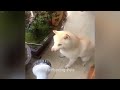 So Funny! Funniest Cats and Dogs 🐱 Best Funny Video Compilation 😻