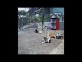 😆🐱 Funniest Cats and Dogs Videos 😍🐶 Funny Animal Moments 2024 #16