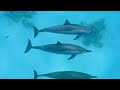 Ocean 4K - Beautiful Coral Reef Fish in Aquarium, Sea Animals for Relaxation (4K Video Ultra HD) #50