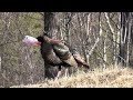 turkey gobbling