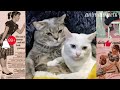 Funny cats 🐯 and dogs 🐶 || 🤣 Try Not To Laugh Pets || animals s28