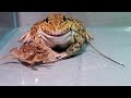 OMG! Asian Bullfrog Eats Tree Lizard and Crab | What will happen?