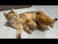 The chick suspected that the kitten was dead and was very sad!Funny and lovely animal video.cute pet