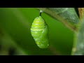 Monarch Butterfly Life Cycle