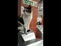 Cat in train station