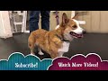12 Skills Your Dog Must Master To Become A Therapy Dog (Therapy Dog and Canine Good Citizen Test)