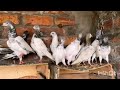 Low price pigeons for sale//top 10 high flying pigeons in world//parwazi kabootar for sale//#viral