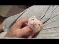 Ferret Neck Rubs