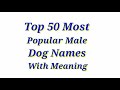 TOP 50 Most Popular Male Dog Names With Meaning / Reine O