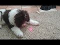 Poodle pup vs Lazer pointer