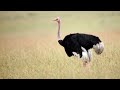 Ostrich | S1 E1