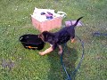 Max the GSD puppy plays with water