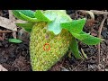 Strawberry - Flower to fruit / Why strawberry is a false fruit?(read description below)