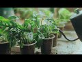 Easy ways to Propagating all your Houseplants from cutting in water | Indoor plants Propagation